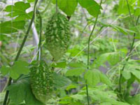 bitter gourd ‘Hualien No. 1’ plant breeders’ rights